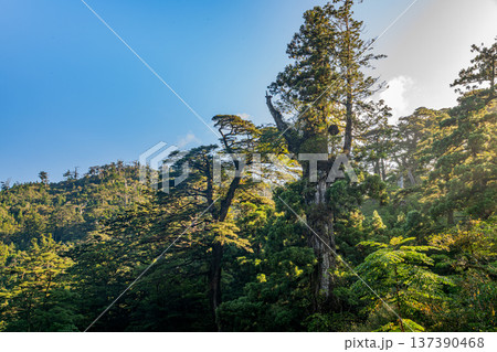 屋久島の木々 美しい針葉樹林の森(秋 屋久島の木々 美しい針葉樹林の森(秋 137390468