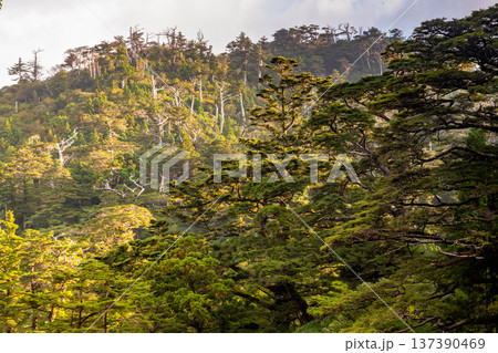 美しい針葉樹林の森　屋久島国立公園(秋 137390469