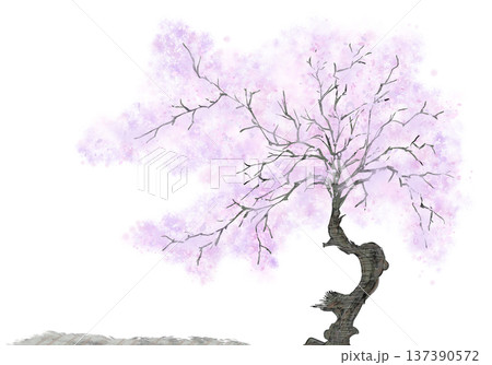 桜 桜 137390572