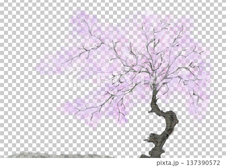 Cherry Blossoms Cherry Blossoms 137390572