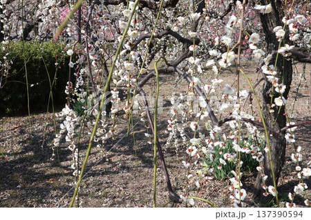 春の訪れ梅花薫る大阪城 137390594