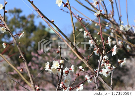 春の訪れ梅花薫る大阪城 137390597