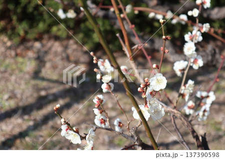 春の訪れ梅花薫る大阪城 春の訪れ梅花薫る大阪城 137390598