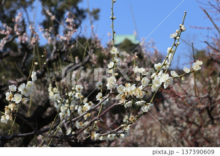 春の訪れ梅花薫る大阪城 137390609
