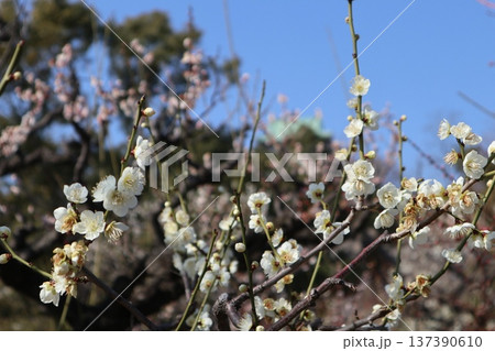 春の訪れ梅花薫る大阪城 春の訪れ梅花薫る大阪城 137390610