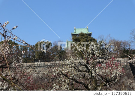 春の訪れ梅花薫る大阪城 春の訪れ梅花薫る大阪城 137390615