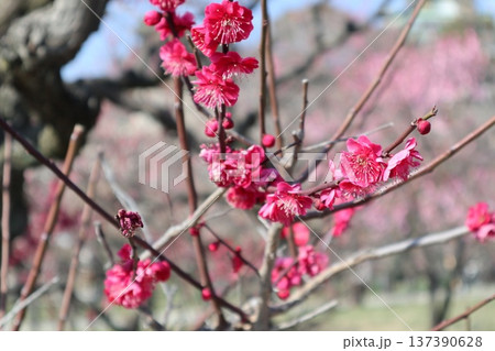 春の訪れ梅花薫る大阪城 137390628