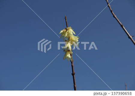 春の訪れ梅花薫る大阪城 137390658