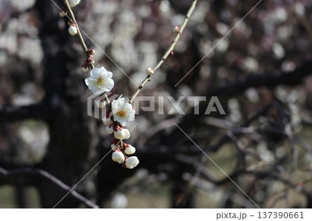 春の訪れ梅花薫る大阪城 137390661