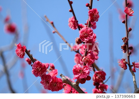 春の訪れ梅花薫る大阪城 137390663