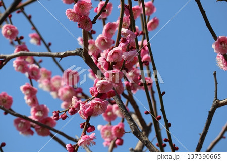 春の訪れ梅花薫る大阪城 137390665