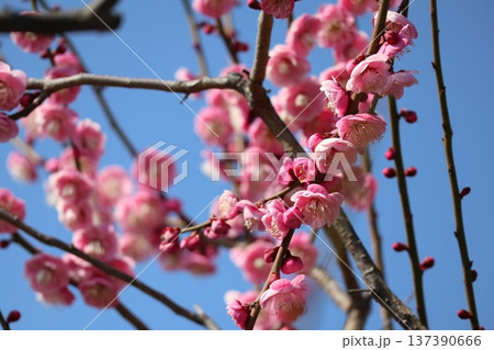 春の訪れ梅花薫る大阪城 137390666