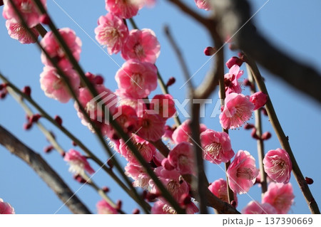 春の訪れ梅花薫る大阪城 春の訪れ梅花薫る大阪城 137390669