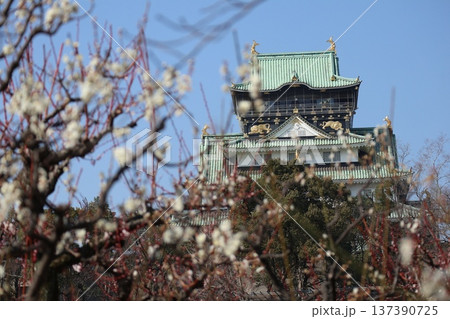 春の訪れ梅花薫る大阪城 137390725