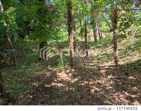 福生市水喰土公園 137390858