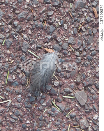 道端に落ちていた鳥の羽 道端に落ちていた鳥の羽 137390874