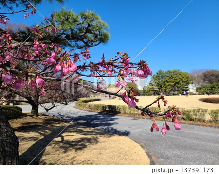 皇居東御苑の桜 137391173