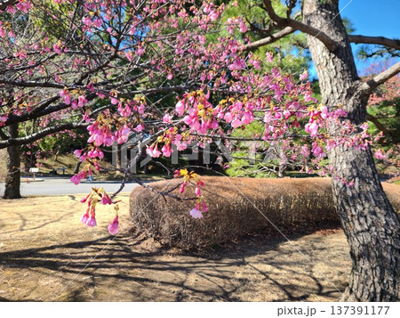 皇居東御苑の桜 皇居東御苑の桜 137391177