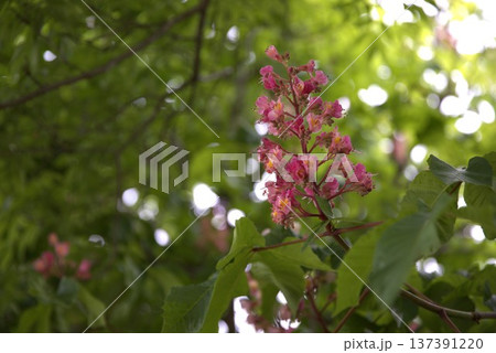 ベニバナトチノキ 137391220