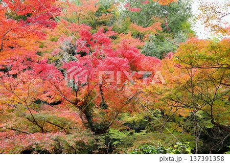 紅葉 鮮やか イロハモミジ 紅葉 鮮やか イロハモミジ 137391358