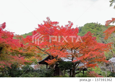 紅葉　鮮やか　イロハモミジ 137391362