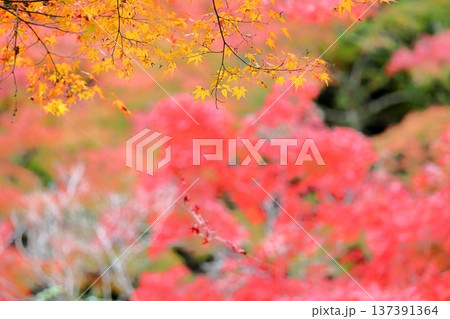 黄葉イロハモミジ 背景 紅葉 黄葉イロハモミジ 背景 紅葉 137391364