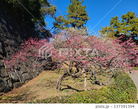 皇居東御苑梅林 137391394