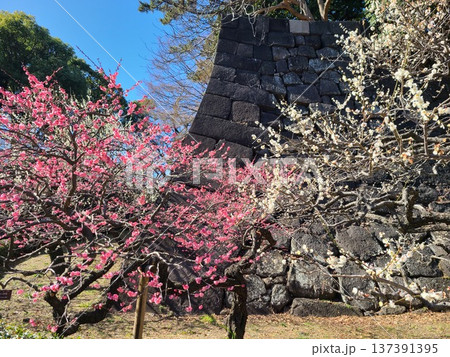 皇居東御苑梅林 皇居東御苑梅林 137391395