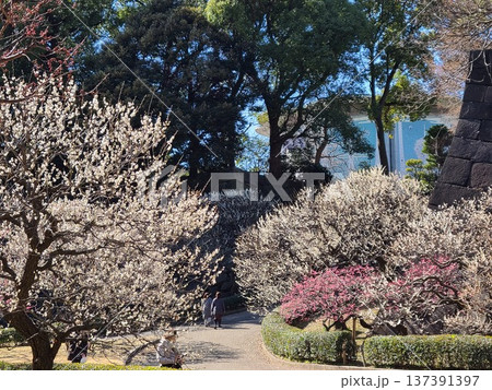 皇居東御苑梅林 137391397
