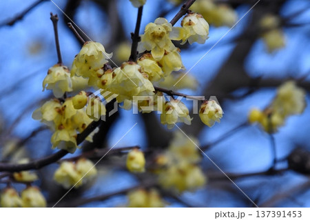 青空とロウバイ 137391453