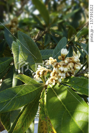 冬12月白い花を咲かせ始めるビワの樹木 137391822