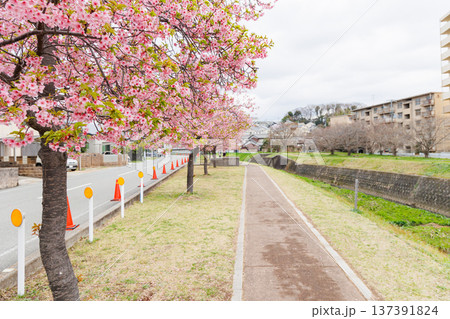 小野市 大島川桜回廊(兵庫県) 小野市 大島川桜回廊(兵庫県) 137391824