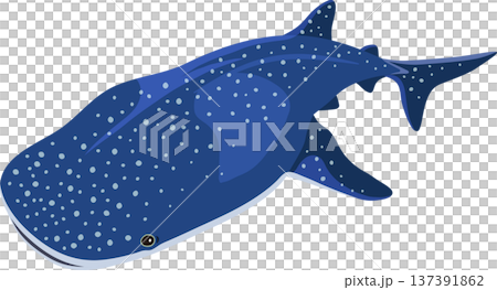 鯨鯊 137391862