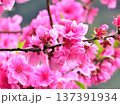 満開に咲く鮮やかなピンクの桃の花 春の訪れ 137391934