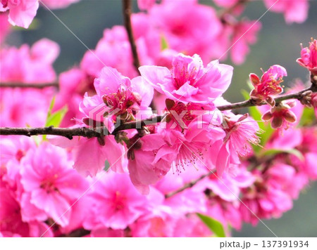 満開に咲く鮮やかなピンクの桃の花 春の訪れ 137391934