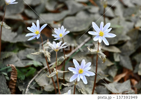 ユキワリイチゲ　Anemone keisueana 137391949