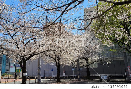 染井吉野桜記念公園 137391951