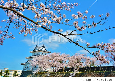 新発田城址公園の桜 137391956