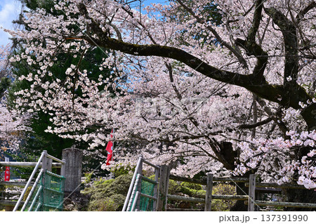 名胡桃城址　満開の桜　春の風景　群馬県みなかみ町 137391990