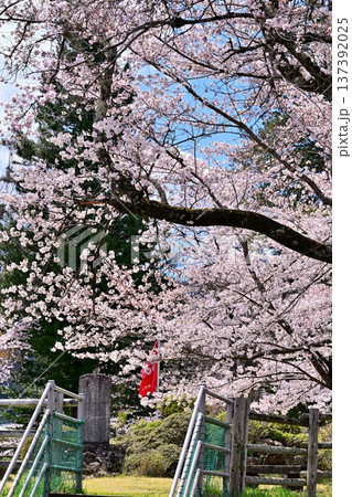名胡桃城址 満開の桜 春の風景 群馬県みなかみ町 名胡桃城址 満開の桜 春の風景 群馬県みなかみ町 137392025
