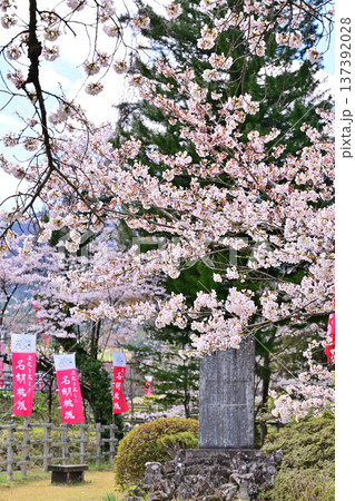 名胡桃城址 満開の桜 春の風景 群馬県みなかみ町 名胡桃城址 満開の桜 春の風景 群馬県みなかみ町 137392028