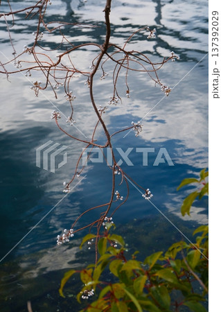 長崎早咲きの梅 137392029