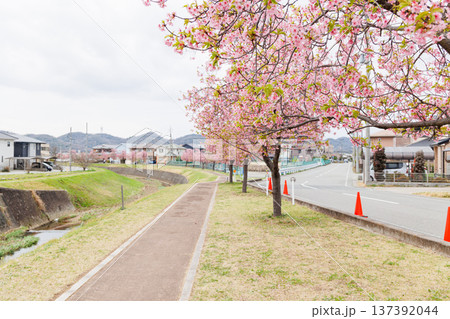 小野市　大島川桜回廊（兵庫県） 137392044