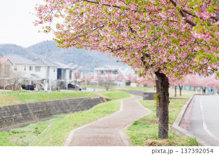 小野市　大島川桜回廊（兵庫県） 137392054