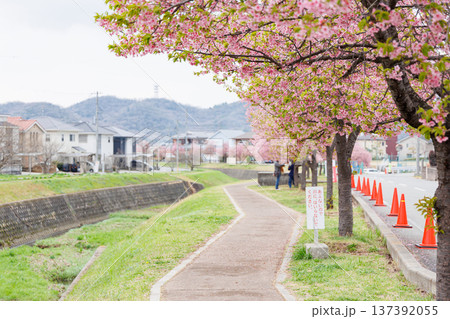 小野市　大島川桜回廊（兵庫県） 137392055