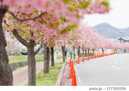 小野市 大島川桜回廊(兵庫県) 小野市 大島川桜回廊(兵庫県) 137392056