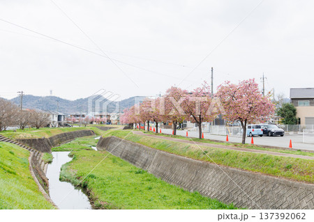 小野市　大島川桜回廊（兵庫県） 137392062