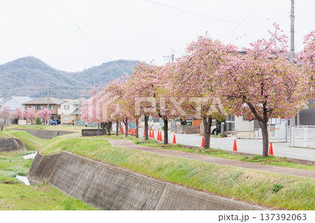 小野市　大島川桜回廊（兵庫県） 137392063