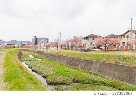 小野市 大島川桜回廊(兵庫県) 小野市 大島川桜回廊(兵庫県) 137392068
