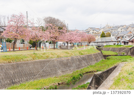 小野市　大島川桜回廊（兵庫県） 137392070